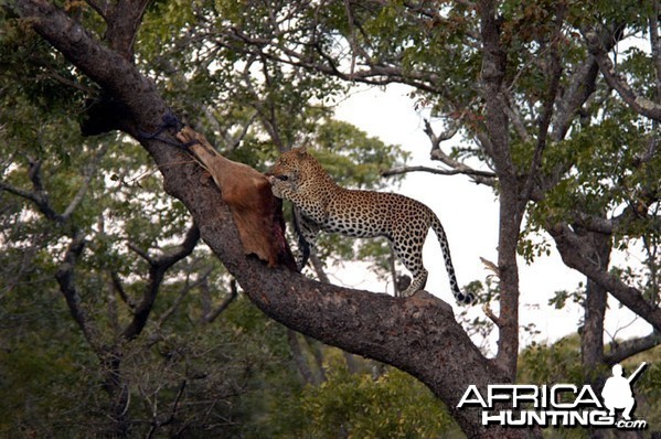 Zambia Hunting Leopard on Bait