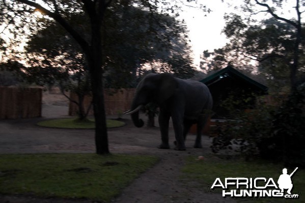 Elephant in Camp Zambia