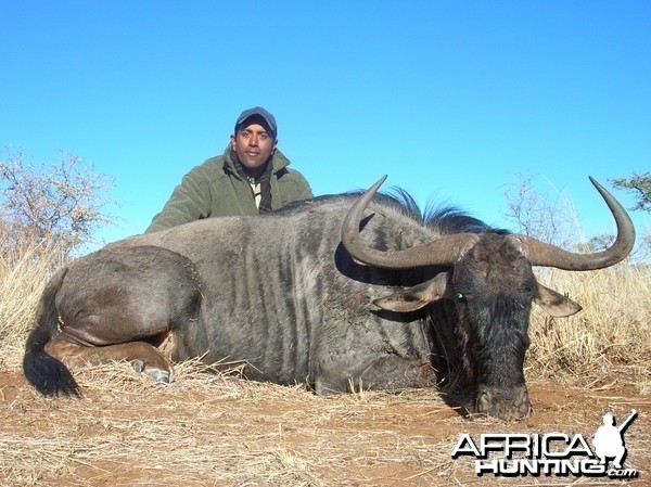 Hunting Blue Wildebeest in Namibia