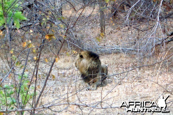 Hunting Lion Zambia