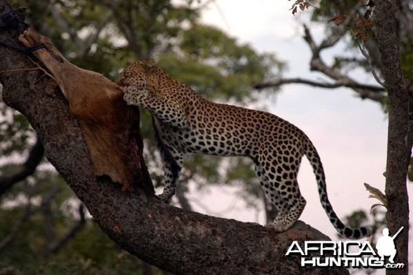 Zambia Hunting Leopard on Bait
