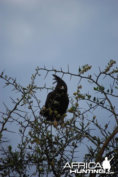 Eagle Tanzania