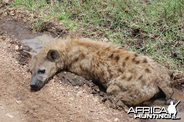 Spotted Hyena Tanzania