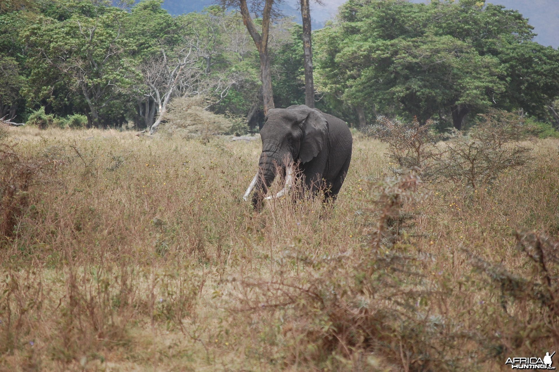 Elephant Tanzania