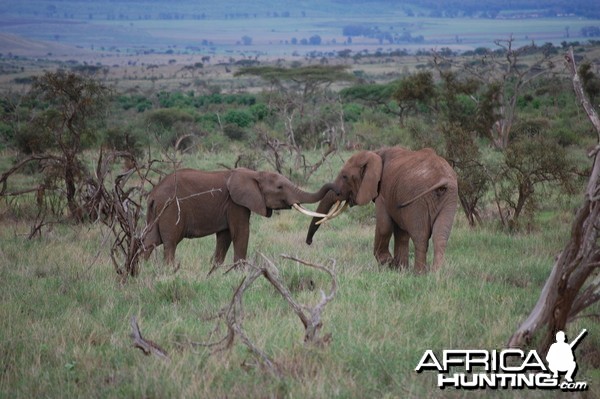 Elephants Tanzania