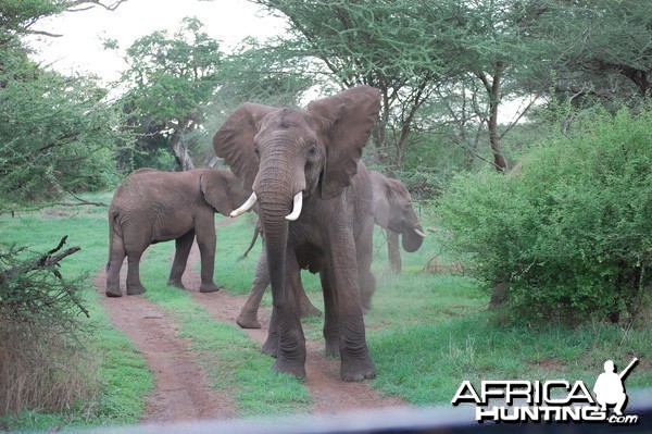 Elephant Tanzania