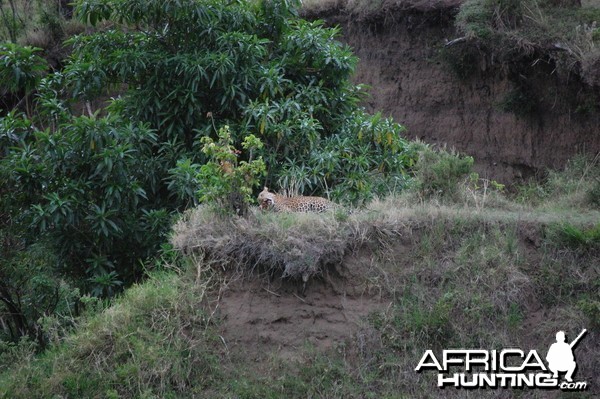 Leopard Tanzania