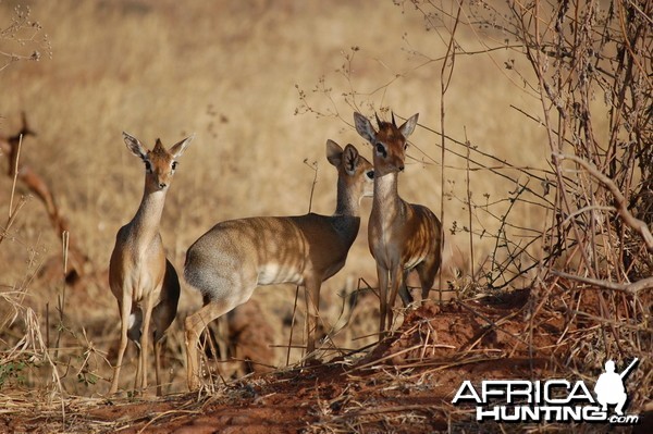 Kirk Dik-Dik Tanzania