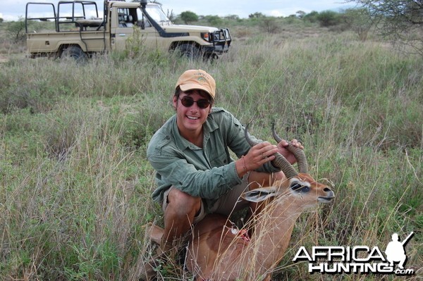 Gerenuk Tanzania