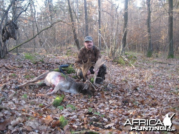 Hunting Fallow Deer