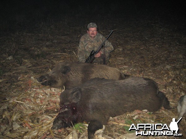 Hunting Wild Boars