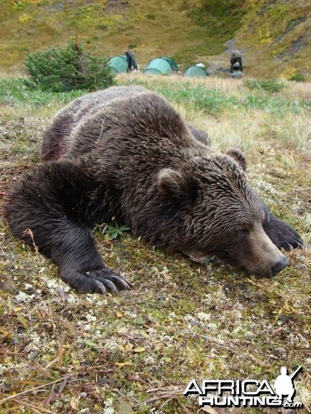 Hunting Grizzly Bear