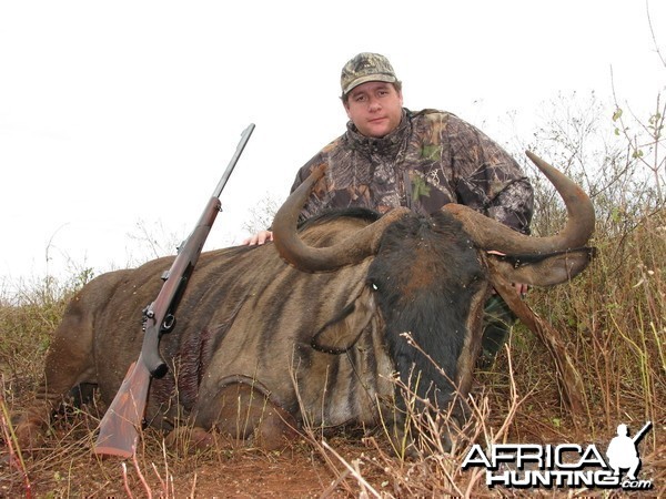 Hunting Blue Wildebeest