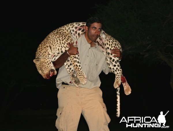 Hunting Leopard in Namibia