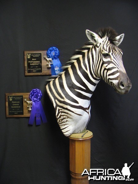 Zebra taxidermy mount