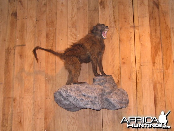 Baboon Taxidermy Mount