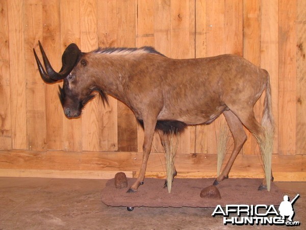 Black Wildebeest Taxidermy Mount