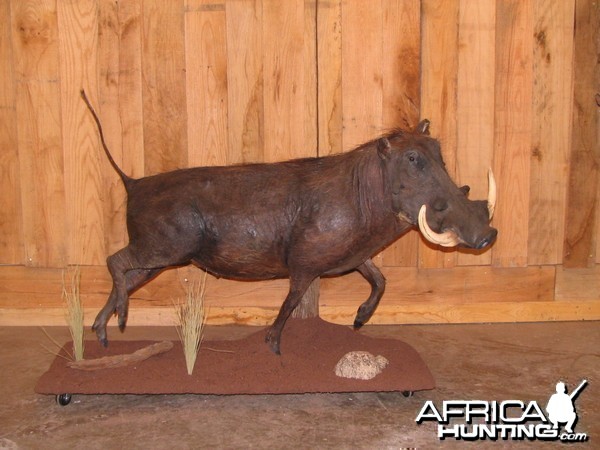 Warthog taxidermy mount