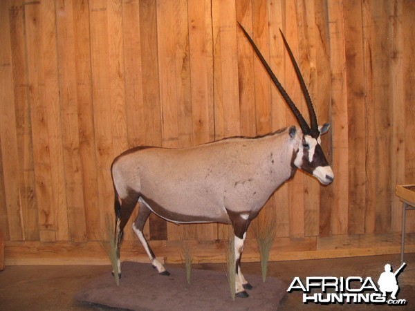 Gemsbok taxidermy mount