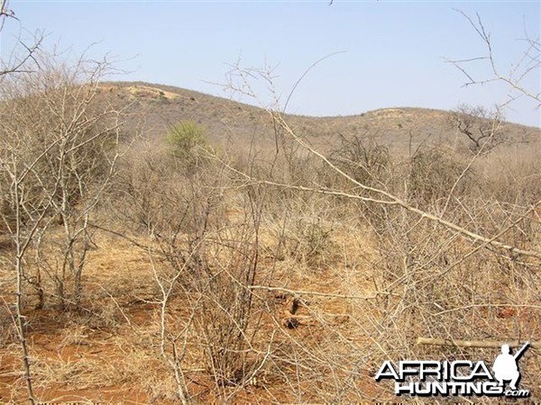 My Leopard Hunt with Motsomi Safaris in South Africa