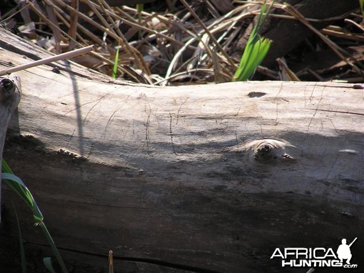 My Leopard Hunt with Motsomi Safaris in South Africa