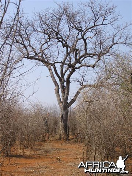 My Leopard Hunt with Motsomi Safaris in South Africa