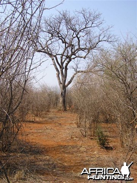 My Leopard Hunt with Motsomi Safaris in South Africa