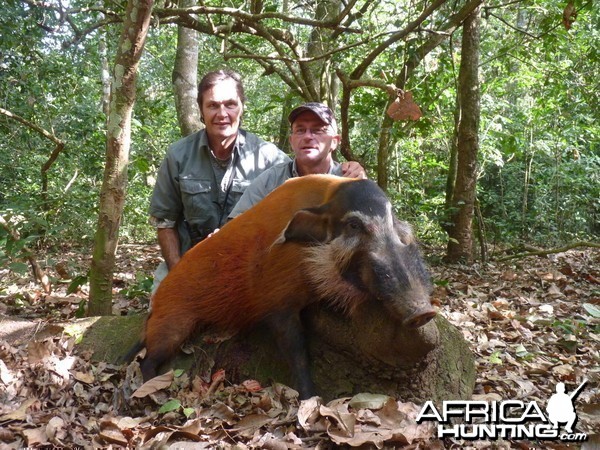 Red River Hog hunted in CAR