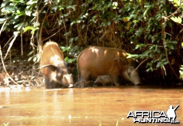 Red River Hog in CAR