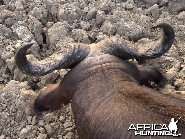 Unusual horn shaped Buffalo CAR