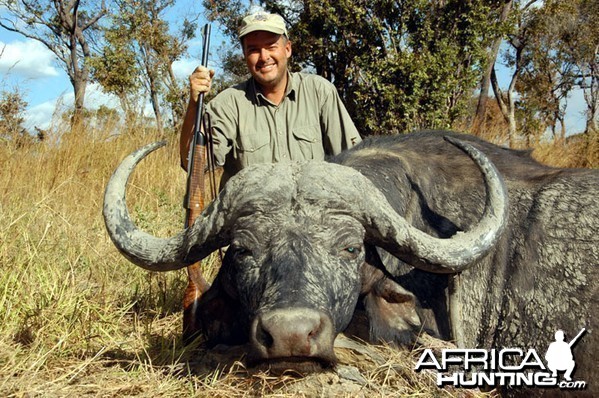 Cape Buffalo