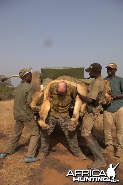 Trying to put this magnificent trophy Lion on my shoulders! Not an easy ven