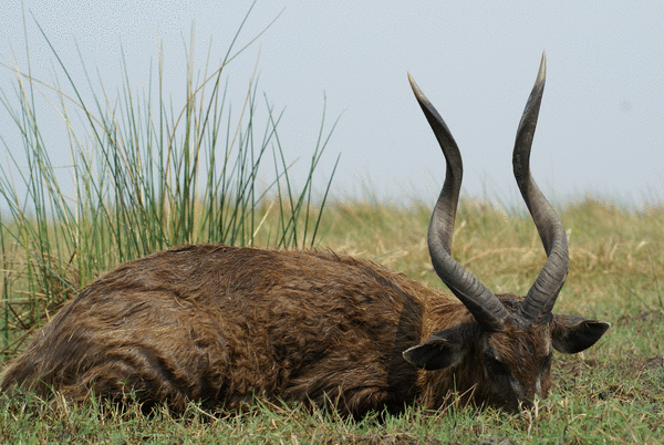 Nice Zambezi sitatunga