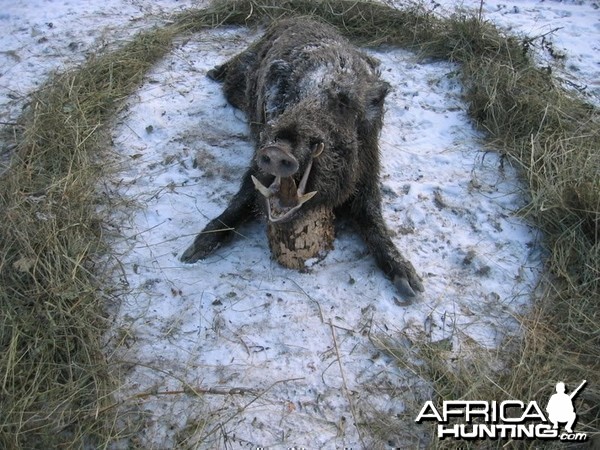 Wild Boar Hunting in Romania