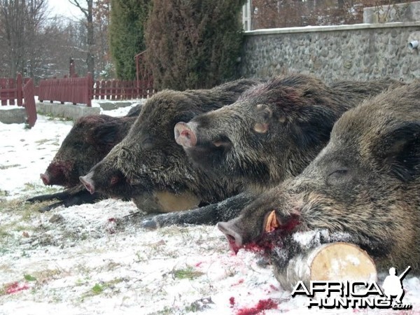 Wild Boar Hunting in Romania