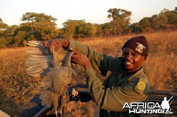 Hunting Guineafowl