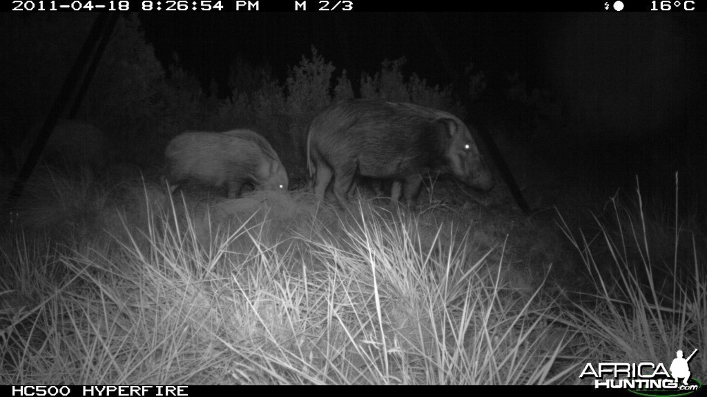 Trailcam photo of Bushpigs from one of our bait stations