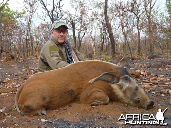 Red River Hog hunted in CAR