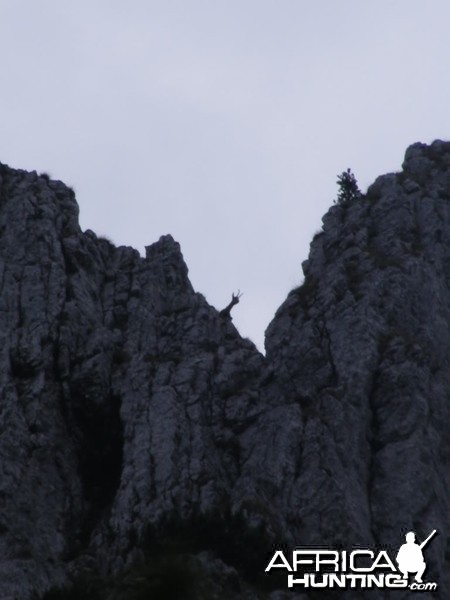 Carpathian Chamois in Romania