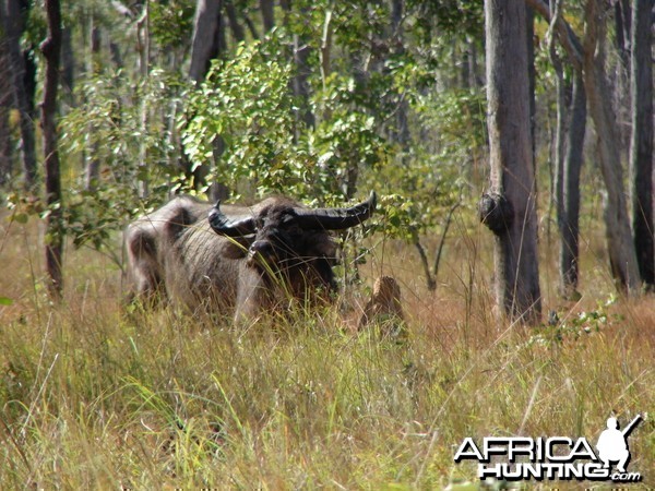 Hunting Buffalo in Australia