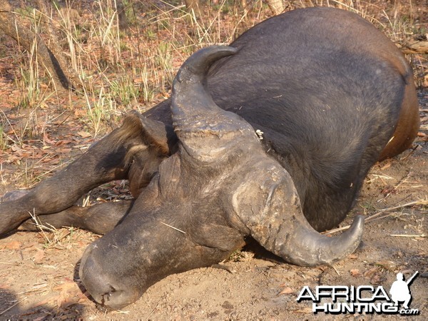 Buffalo hunted in Central African Republic