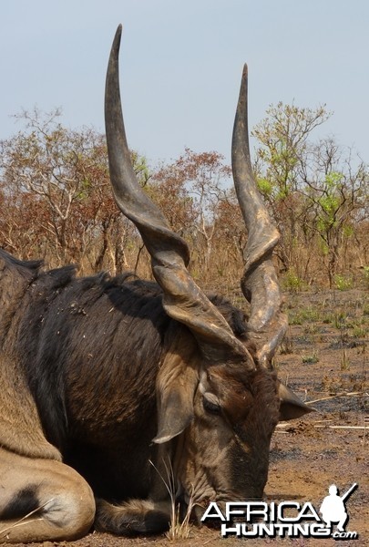 Lord Derby Eland hunted in Central African Republic