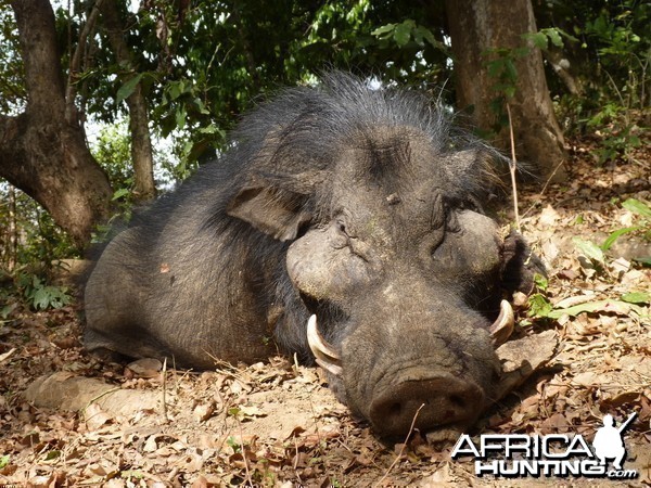 Hunting Giant Forest Hog in Central African Republic