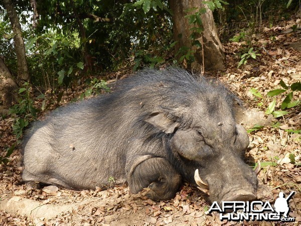 Hunting Giant Forest Hog in Central African Republic