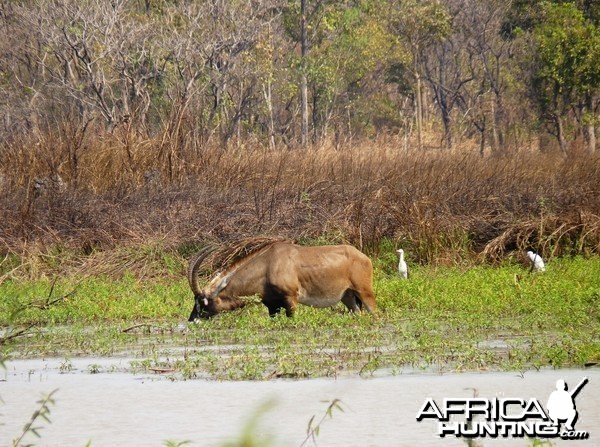 Hunting Roan in Central African Republic