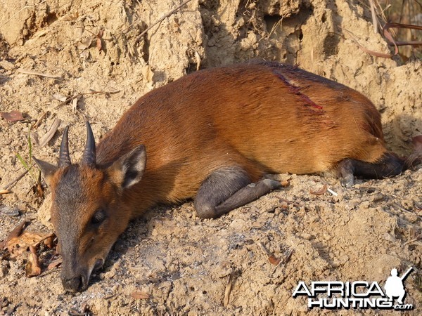 Hunting Red Flanked Duiker in Central African Republic