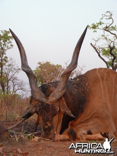 Hunting Giant Eland in Central African Republic