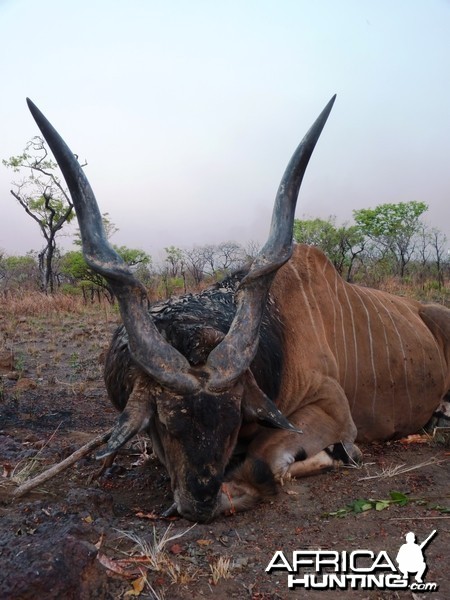 Hunting Giant Eland in Central African Republic