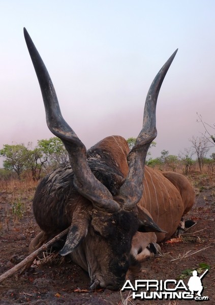 Hunting Giant Eland in Central African Republic