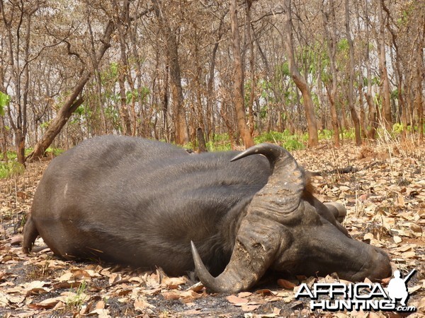 Hunting Buffalo in Central African Republic